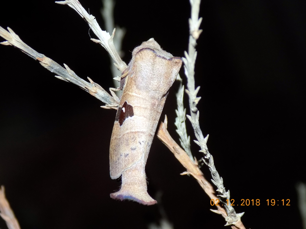 Metanastria aconyta