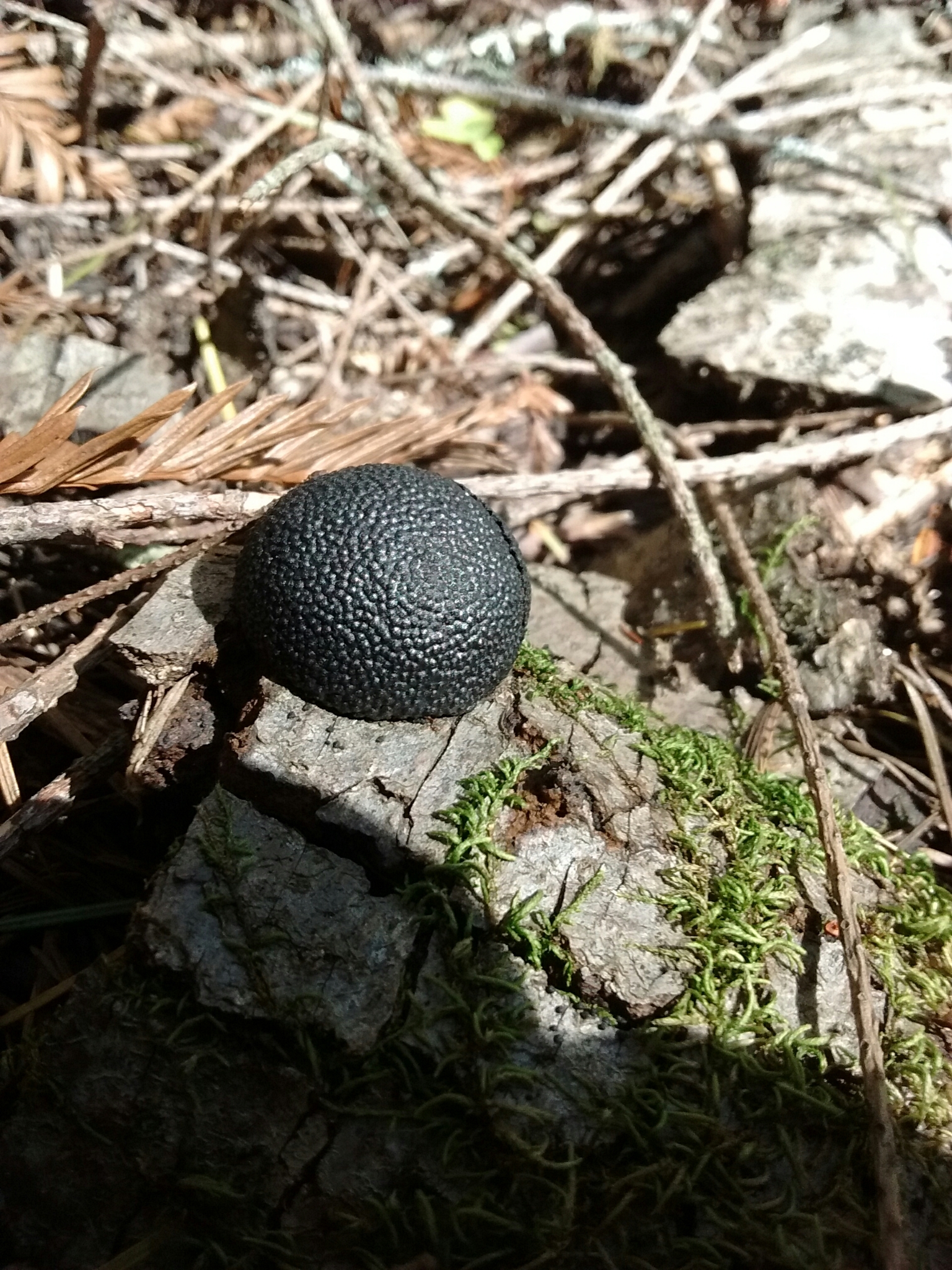 Annulohypoxylon thouarsianum image