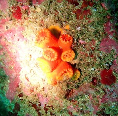 Australopsammia aurea