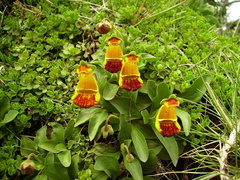 Calceolaria uniflora