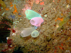 Rhopalaea