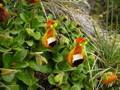Calceolaria uniflora