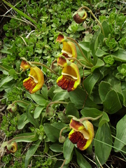 Calceolaria uniflora