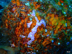 Didemnum membranaceum