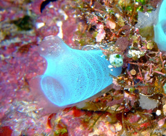 Rhopalaea