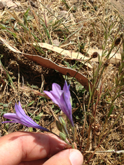 Triteleia laxa