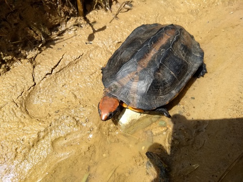 Black-backed Twist-necked Turtle