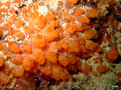 Stolonica socialis