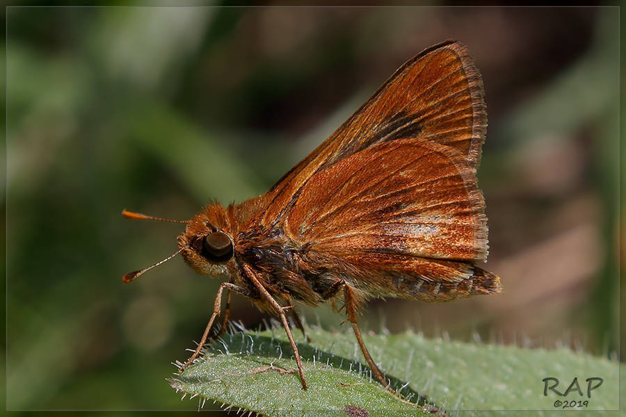 Wallengrenia premnas
