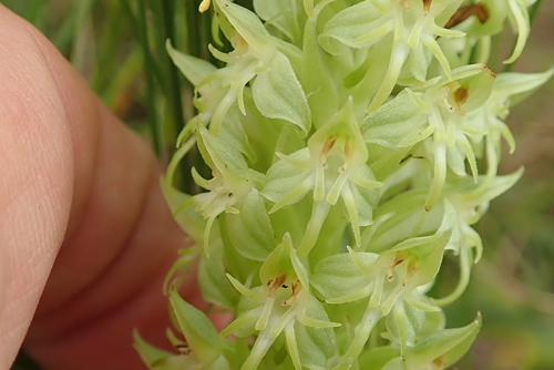 Image of Habenaria dregeana by no rights reserved