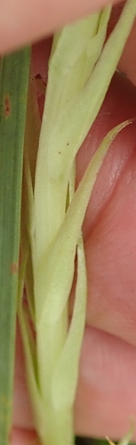 Image of Habenaria dregeana by no rights reserved
