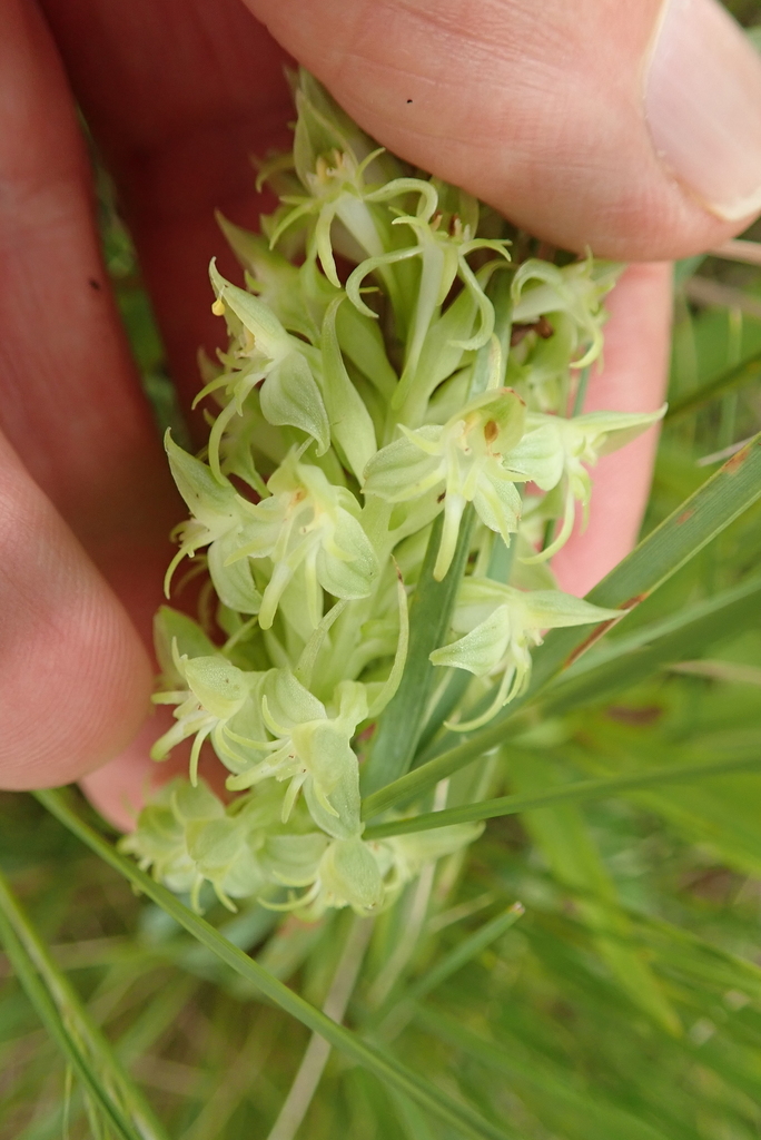 Habenaria dregeana
