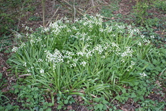 Hyacinthoides hispanica