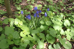 Muscari armeniacum