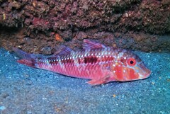 Bigscale Goatfish photo 1
