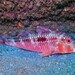 Bigscale Goatfish - Photo (c) Alberto Alcalá, some rights reserved (CC BY), uploaded by Alberto Alcalá