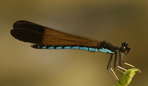 Rhinocypha liberata