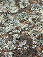 Lecanora sierrae