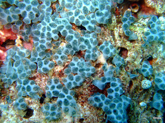 Laughing Sea Squirt photo 3