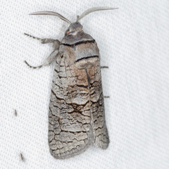 Culama suffusca