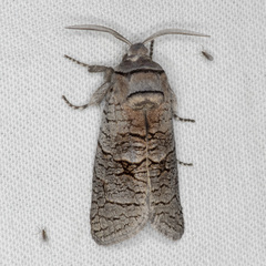 Culama suffusca