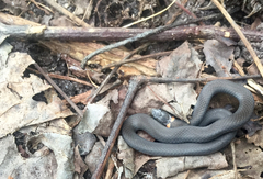 Diadophis punctatus punctatus