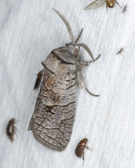 Culama suffusca