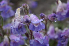 Penstemon gormanii