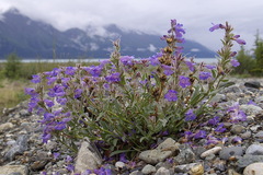 Penstemon gormanii