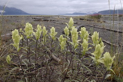 Castilleja pallida caudata