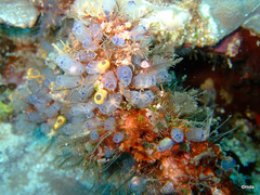 Clavelina moluccensis