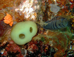Clavelina arafurensis