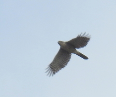 Accipiter tachiro tachiro