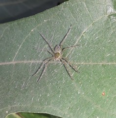 Thaumasia velox