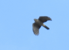 Accipiter tachiro tachiro