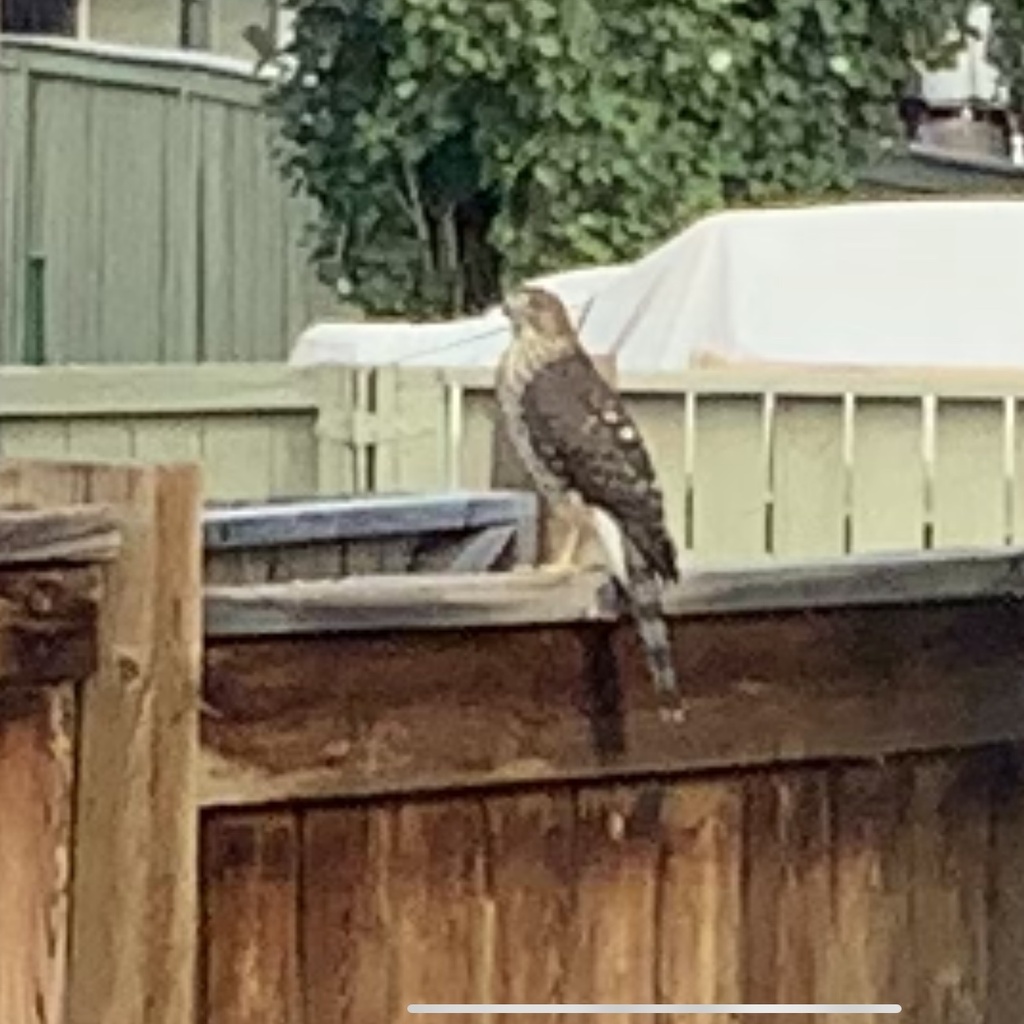 Cooper's Hawk from Prestwick Estate Link SE, Calgary, AB, CA on