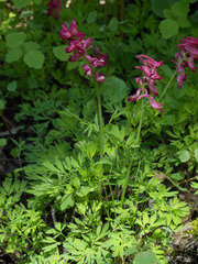 Corydalis buschii