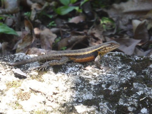 Sceloporus teapensis
