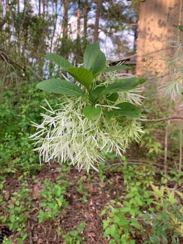 Chionanthus virginicus