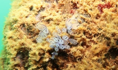 Clavelina moluccensis