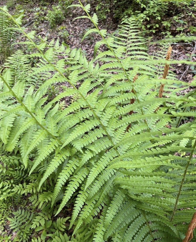 cinnamon fern from E Fletcher Ave, Tampa, FL, US on October 5, 2023 at ...