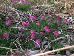 Corydalis buschii