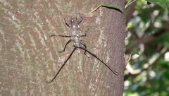 Batocera rubus