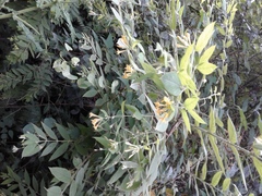 Englerodaphne pilosa