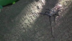 Batocera rubus