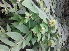 Englerodaphne pilosa
