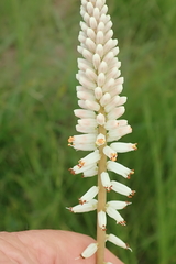Kniphofia buchananii