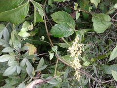 Cyphostemma hypoleucum