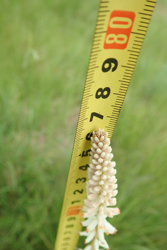 Image of Kniphofia buchananii by no rights reserved