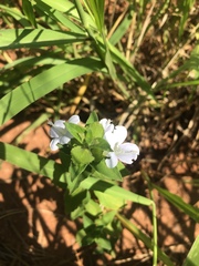 Barleria ventricosa